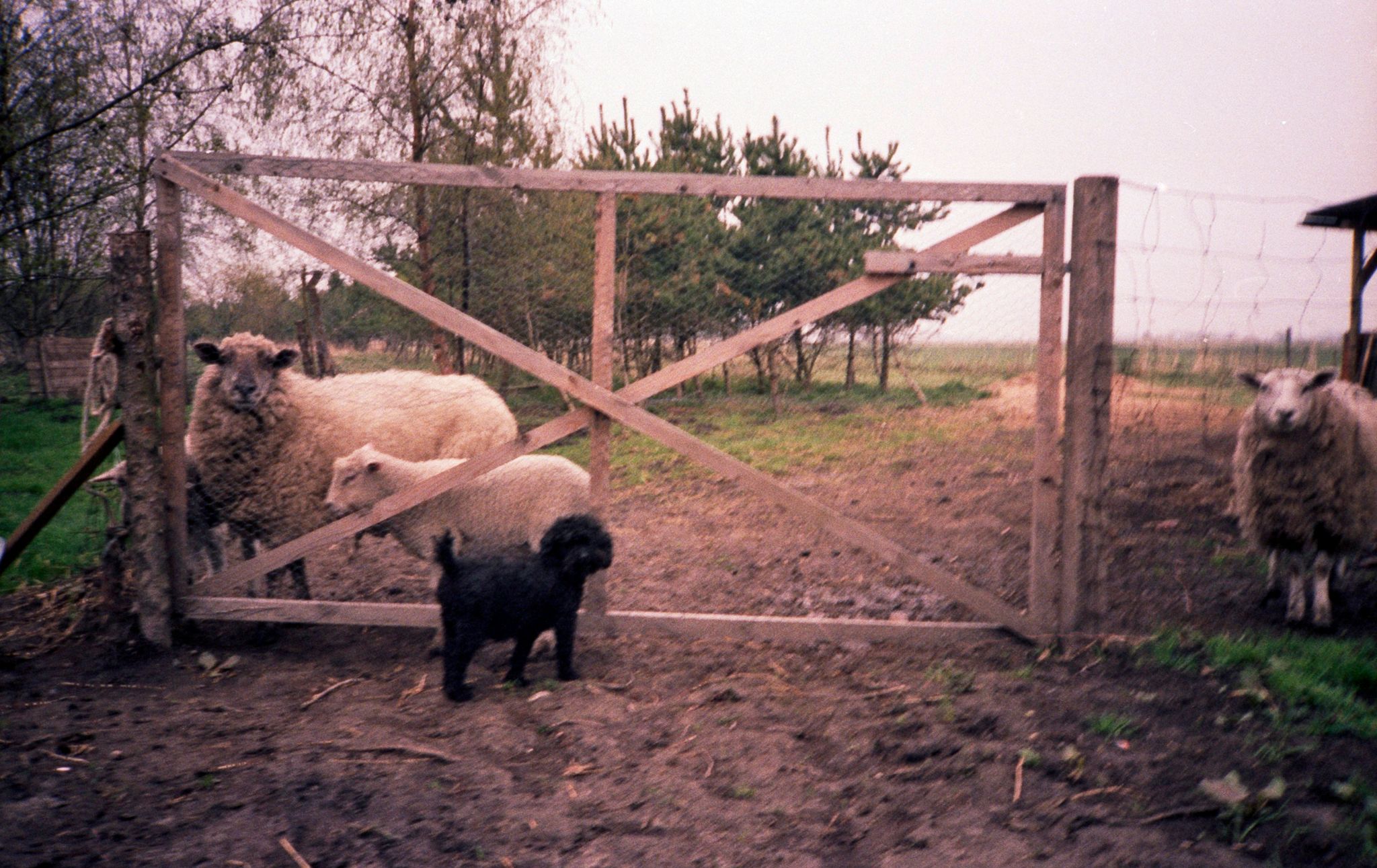 Får med lam og Rikke